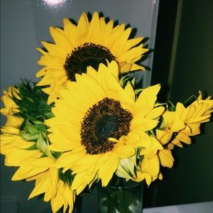 Meet your Posher, Saray